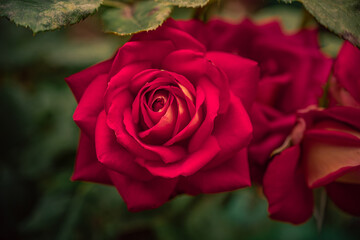 Garden flower
