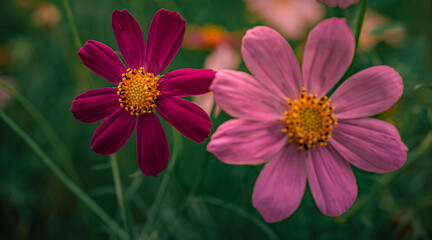 Garden flower