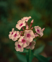 Obraz premium Garden flower