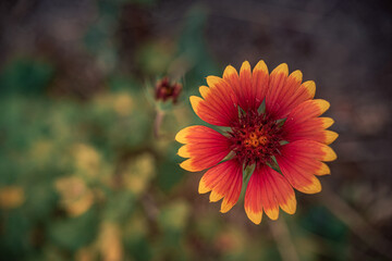 Garden flower