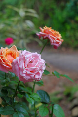 A close-up photo of a rose in two colors, orange, and pink