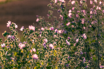 Wild flowers