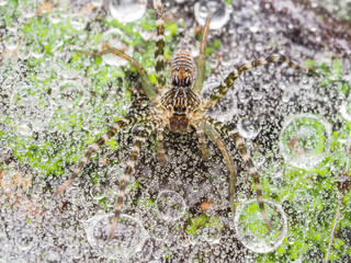 Wolf spider in water droplets