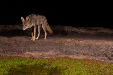 A wild coyote photographed with a camera trap approaching a water hole at night. Small green plants grow in the shallow water. 