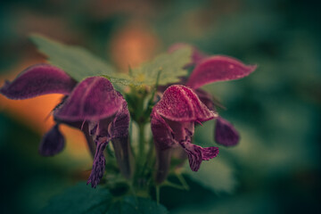 Wild flowers