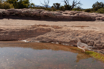 A Gambel's quail is reflected in the still water at the edge of a shallow water hole in the American southwest desert.