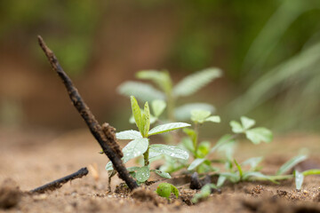 Mangrove Seedling High Resolution Stock Photography