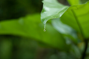 Water drop from green leaf on landscape high resolution background