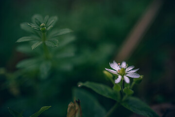 Wild flowers