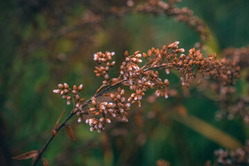 Wild flowers