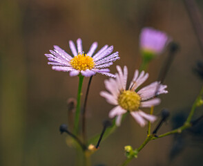 Obraz premium Wild flowers