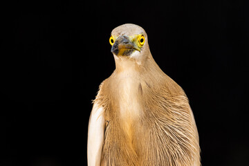 cattle egret