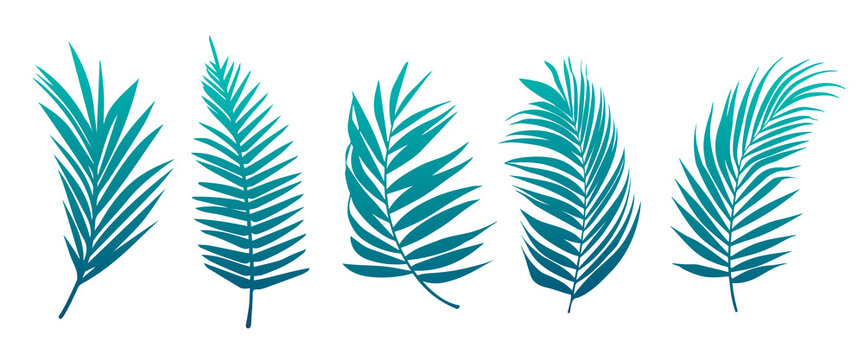 Beautiful palm tree leaf set green background vector illustration