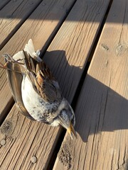 窓ガラスにぶつかって気を失ったツグミ