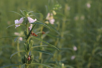 healthy and green sesame farm