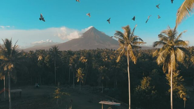 Landscape with birds and Mayon volcano in background, small eruption. Aerial rising