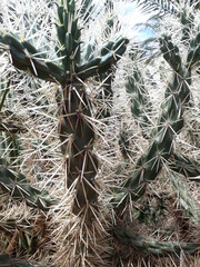 Cactos Branco