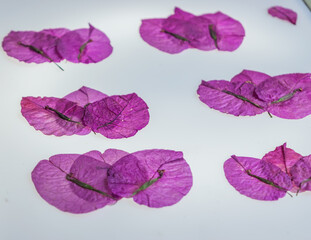 Purple pressed bougainvillea petals pattern on white background