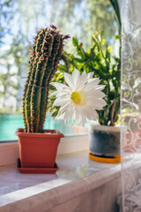 A blooming cactus on the windowsill. Homemade flowers. Home interior, window, window sill, tulle.