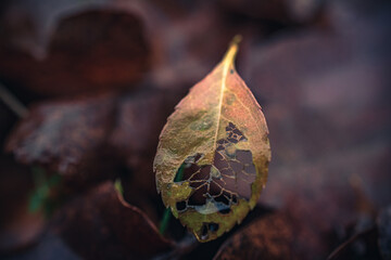 Nature beauty
