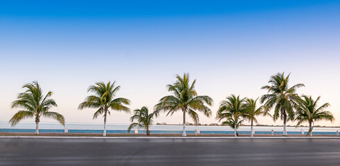 palm trees off the side of the highway against blue sky in a tropical place. Mexico Campeche