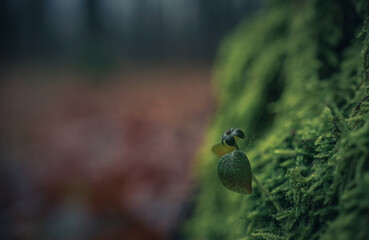 Nature beauty