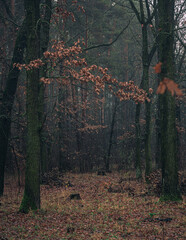 Faded nature in late summer and autumn