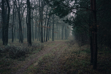 Obraz premium Faded nature in late summer and autumn