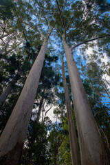 Fototapeta premium Fraser Island, off Australia’s eastern Queensland coast, is the world's largest sand island, stretching over 120km. Fraser Island is World Heritage listed.