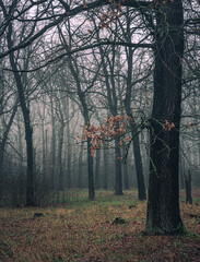 Faded nature in late summer and autumn