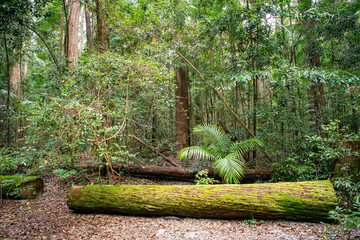 Fraser Island, off Australia’s eastern Queensland coast, is the world's largest sand island, stretching over 120km. Fraser Island is World Heritage listed.