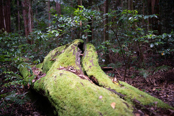 Fraser Island, off Australia’s eastern Queensland coast, is the world's largest sand island,...