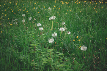 Dandelion field fluffy dandelion Part of a meadow, in the background. Beautiful white dandelion flowers in green grass, in soft morning sunlight. blue sky, with space for text