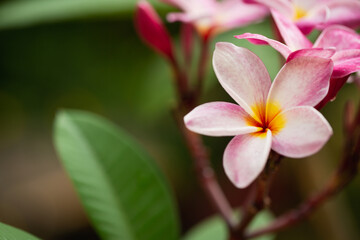 Plumeria flowers soft tone