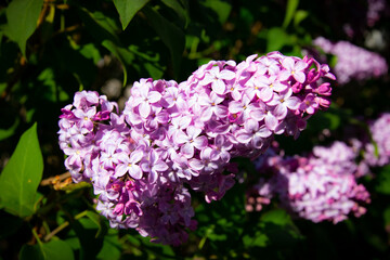 Lilac branch, violet flowers, spring season outdoors.