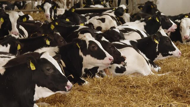 Cows on the farm lie on the hay. cows lie on the floor of the barn, a herd of horned farm animals waiting out the winter in a warm room in the satiety and care of the owners
