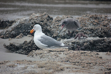 Seagulls at the Oregon Coast