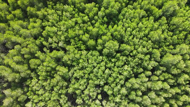 Mangrove forest aerial top view. Drone rise up  above texture in nature