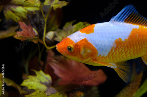 水槽の金魚 大和郡山 Wall Mural Wallpaper Murals Rummy Rummy