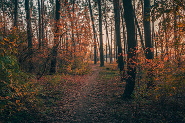 Obraz premium Autumn sunset