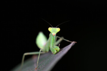 A mantis larva on the grass, North China
