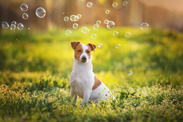 Jack russel with bubble
