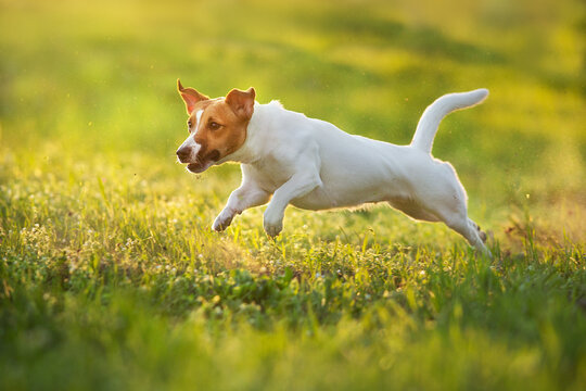 Jack russel dog run for toy in sunset light in park