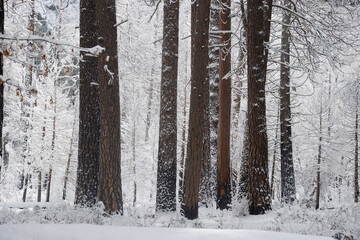 Fototapeta premium Yosemite Winter