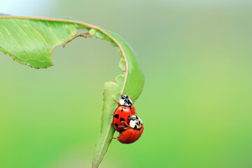 Two ladybugs mate in nature, North China