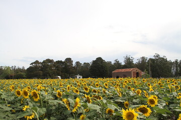 campo de girasoles
