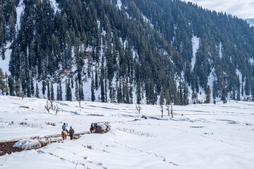 Tourists Enjoying Horse Riding at Aru Valley in winter scene, near Pahalgam, Kashmir, India.