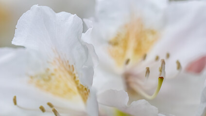 Fototapeta na wymiar Botanical concept - Soft focus, abstract floral background, white Rhododendron flower petals. Macro flowers backdrop for holiday brand design
