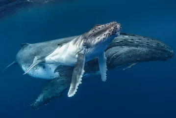 Poster Female humpback whale with calf  © John