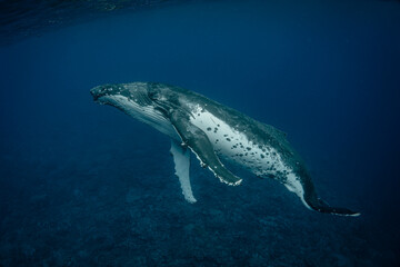 Humpback whale in crystal clear blue waters of the Pacific Ocean